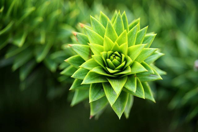 网站流量攻击